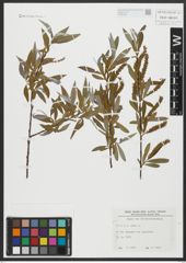 Foto von Salix alba L.